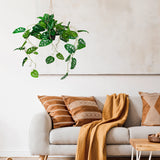 Grüne Kunstpflanze MONSTERA CLIMB als hängende Pflanze vor einer hellen Wand von hjh OFFICE