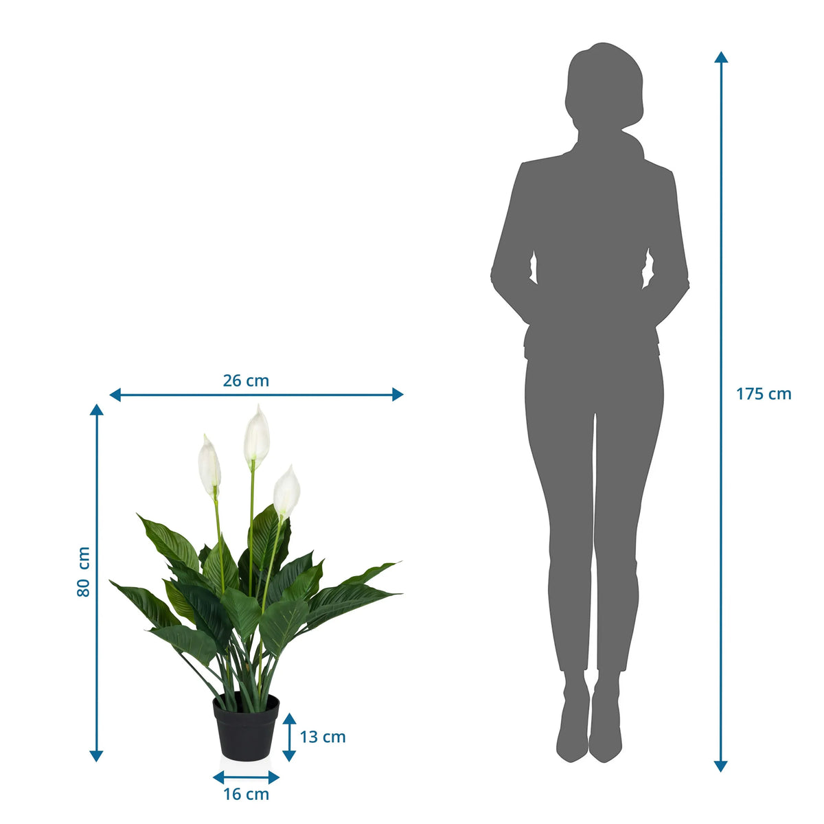 Maßzeichnung der Kunstpflanze SPATHIPHYLLUM mit einer Höhe von 80 cm und Breite von 26 cm von hjh OFFICE