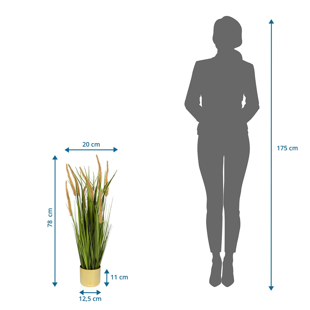 Maßansicht der Kunstpflanze CORTADERIA I mit einer Gesamthöhe von 78 cm von hjh OFFICE