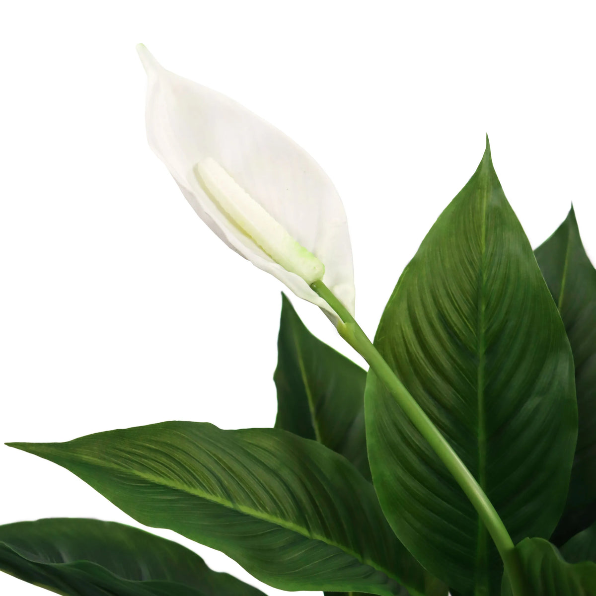 Weiße Blüte und grüne Blätter der Kunstpflanze SPATHIPHYLLUM von hjh OFFICE