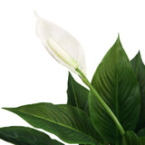 Weiße Blüte und grüne Blätter der Kunstpflanze SPATHIPHYLLUM von hjh OFFICE