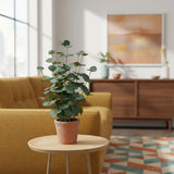 Grüne Kunstpflanze Eucalyptus in einem terrakottafarbenen Topf auf einem Beistelltisch von hjh OFFICE