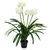 AGAPANTHUS - Kunstpflanze
